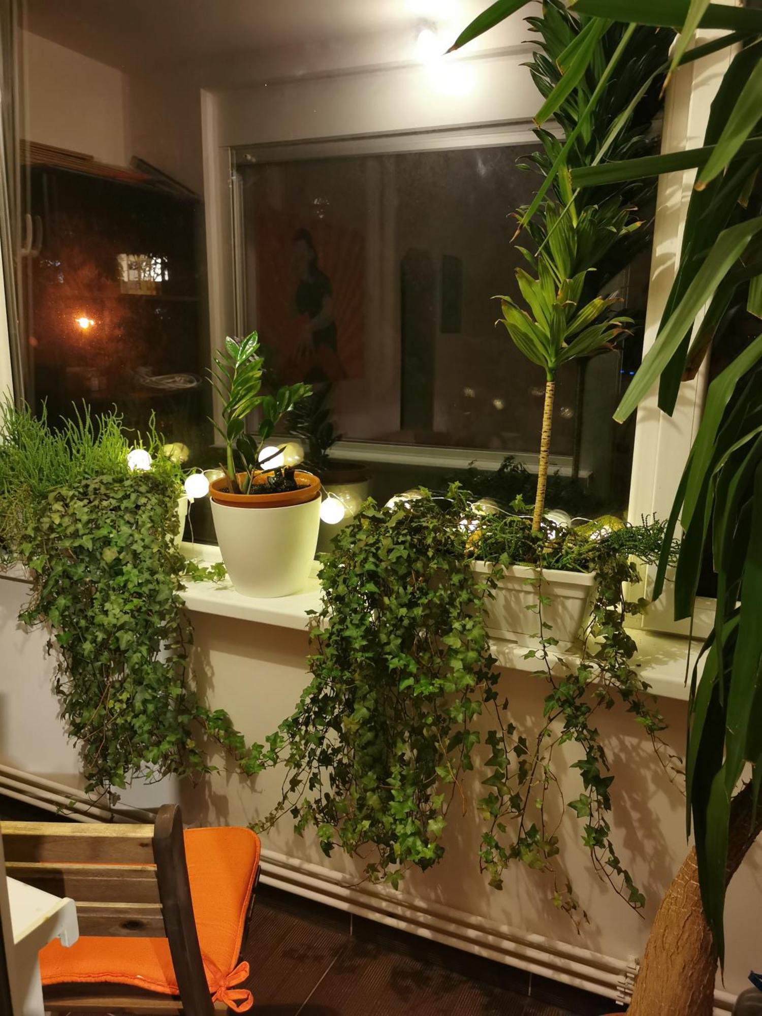 Comfy & Pleasant Apartment 10 Min Walk To Downtown Timişoara Eksteriør billede